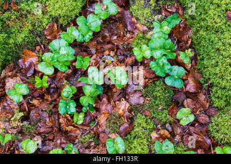 Junge Buche Bäume keimen im Wald mit frischen grünen Blättern und Moos auf den Baumstamm. Stockfoto