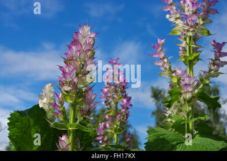 Muskatellersalbei Im Garten - Salbei-Pflanze im Garten im Sommer Stockfoto