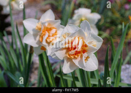 Narzisse der Sorte Orangerie - nennt man der Narzissen Blume Orangerie Stockfoto