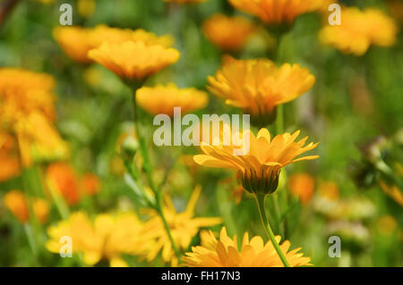 Ringelblumen Im Sommer - Calendula Blumen im Garten im Sommer Stockfoto