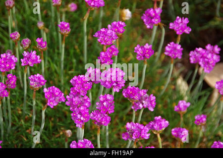 Strang-Grasnelken Im Frühling - viele Armeria Maritima Wildblumen im Frühjahr Stockfoto