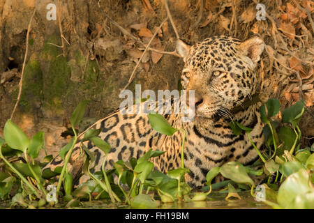 Eine wilde männliche Jaguar im Fluss Cuiaba im Pantanal, Brasilien. Stockfoto