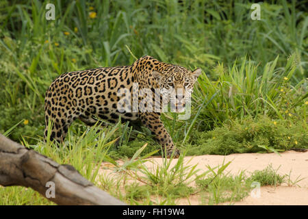 Eine wilde Sub-adulten weiblichen Jaguar an den Ufern des Flusses Cuiaba im Pantanal, Brasilien. Stockfoto