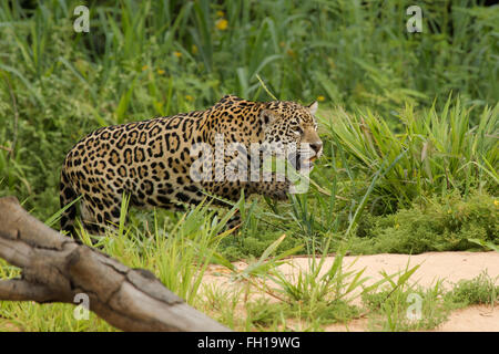 Eine wilde Sub-adulten weiblichen Jaguar an den Ufern des Flusses Cuiaba im Pantanal, Brasilien. Stockfoto