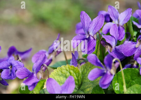 Bundesligisten Im Frühling - lila Viola Odorata im Frühjahr Stockfoto