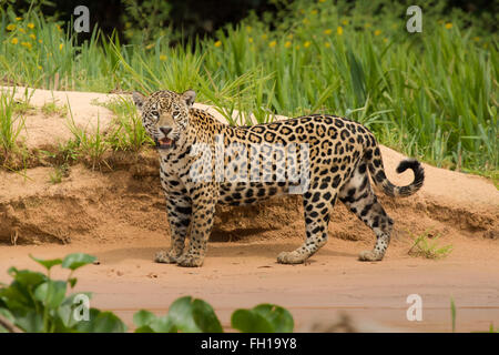 Eine wilde Sub-adulten weiblichen Jaguar an den Ufern des Flusses Cuiaba im Pantanal, Brasilien. Stockfoto