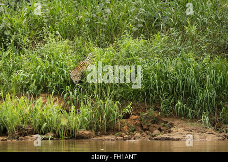 Eine wilde Sub-adulten weiblichen Jaguar an den Ufern des Flusses Cuiaba im Pantanal, Brasilien. Stockfoto