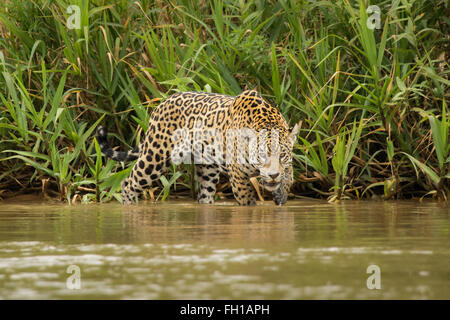 Ein wilde Sub-adulten weiblichen Jaguar Stiele die Bank des Flusses Cuiaba im Pantanal, Brasilien. Stockfoto