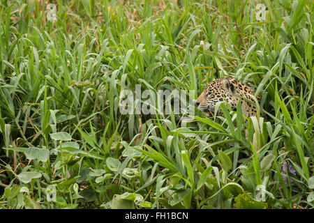 Eine wilde Sub-adulten weiblichen Jaguar versteckt am Ufer des Flusses Cuiaba im Pantanal, Brasilien. Stockfoto