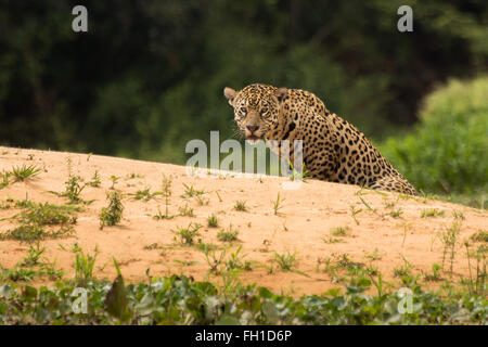 Eine wilde Sub-adulten weiblichen Jaguar an den Ufern des Flusses Cuiaba im Pantanal, Brasilien. Stockfoto