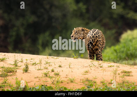 Eine wilde Sub-adulten weiblichen Jaguar an den Ufern des Flusses Cuiaba im Pantanal, Brasilien. Stockfoto