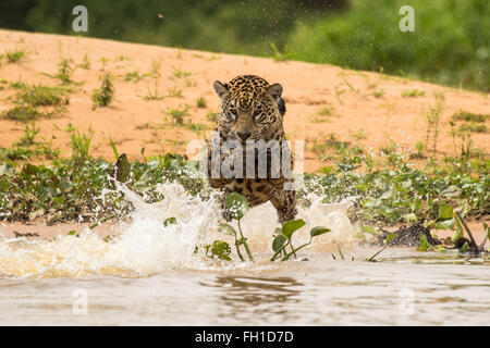 Ein wild Sub-adulten weiblichen Jaguar Jagd Kaiman im Fluss Cuiaba im Pantanal, Brasilien. Stockfoto