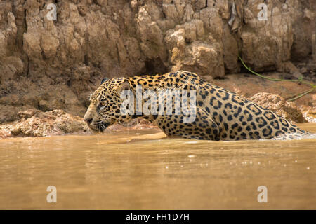 Ein wild Sub-adulten weiblichen Jaguar aufstrebenden vom Fluss Cuiaba im Pantanal, Brasilien. Stockfoto