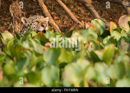 Eine wilde männliche Jaguar an den Ufern des Flusses Cuiaba im Pantanal, Brasilien. Stockfoto