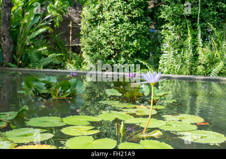 Bild der Teich mit Seerosen im Botanischen Garten Stockfoto