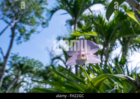 Rosa Orchidee blüht in tropischen Garten. Thailand Stockfoto