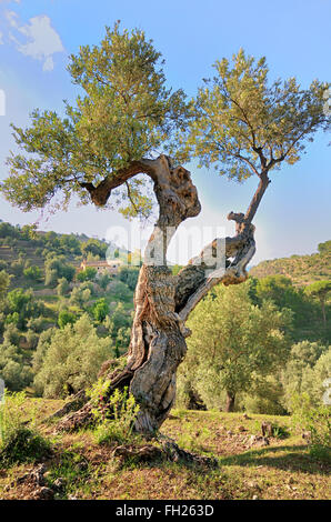 Mallorca, Deia, Alter Olivenbaum Stockfoto