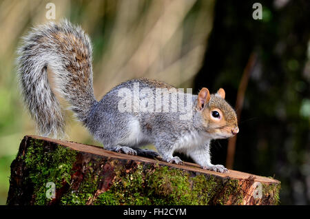 Grauhörnchen auf einem Baumstumpf UK Stockfoto