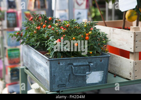 rote und grüne ornamentalen Paprika Pflanzen im Topf als Dekoration Stockfoto