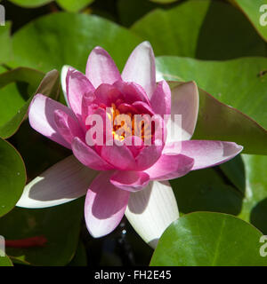 Rosa Seerose oder Lotus Blume, die auf dem Teich Stockfoto