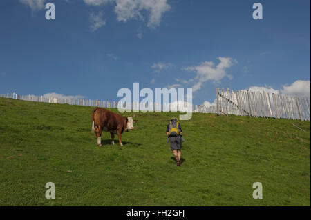 Wanderer eine alpine Kuh vorbei. Kitzbüheler Alpen-Kitzbühel. Österreich. Europa Stockfoto