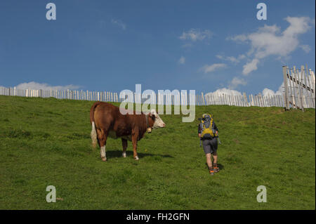 Wanderer eine alpine Kuh vorbei. Kitzbüheler Alpen-Kitzbühel. Österreich. Europa Stockfoto