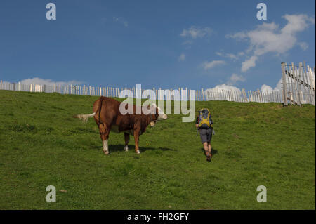 Wanderer eine alpine Kuh vorbei. Kitzbüheler Alpen-Kitzbühel. Österreich. Europa Stockfoto