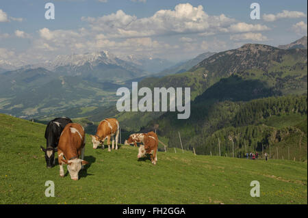 Berg Tagebuch Kühe grasen. Kitzbüheler Alpen Kitzbühel. Österreich. Europa Stockfoto