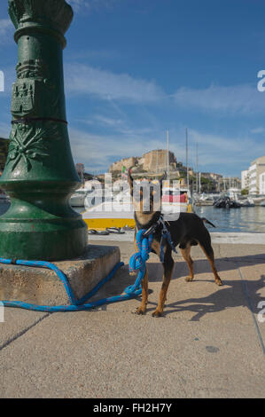 English Toy Terrier in Bonifacio Marina. Korsika. Frankreich Stockfoto