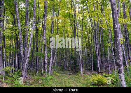 Birke Bäume, dargestellter Felsen-Staatsangehöriger Lakeshore, Michigan Stockfoto