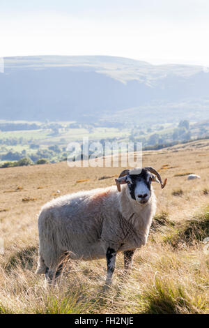 Schwarze Schafe konfrontiert, verlieren Hill, Derbyshire, Peak District, England, Großbritannien Stockfoto