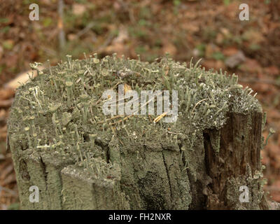 Cladonia SP. Flechten auf einem Baumstumpf Stockfoto