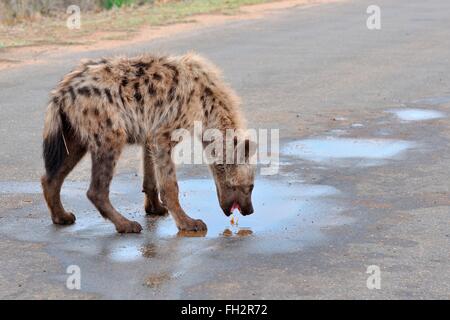 Gefleckte Hyänen (Crocuta Crocuta), junge männliche Trinkwasser eine Pfütze, Krüger Nationalpark, Südafrika, Afrika Stockfoto