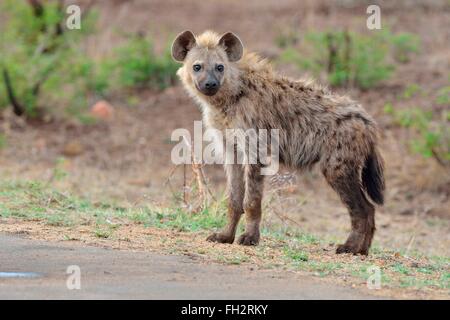 Gefleckte Hyänen (Crocuta Crocuta), junge Männer stehen am Rand der Straße, Krüger Nationalpark, Südafrika, Afrika Stockfoto