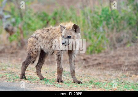 Gefleckte Hyänen (Crocuta Crocuta), junge Männer stehen am Rand der Straße, Krüger Nationalpark, Südafrika, Afrika Stockfoto