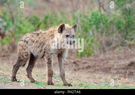 Gefleckte Hyänen (Crocuta Crocuta), junge Männer stehen am Rand der Straße, Krüger Nationalpark, Südafrika, Afrika Stockfoto