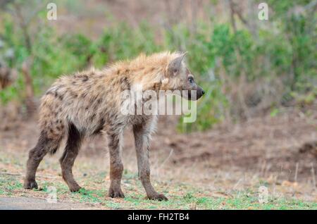 Gefleckte Hyänen (Crocuta Crocuta), junge Männer stehen am Rand der Straße, Krüger Nationalpark, Südafrika, Afrika Stockfoto