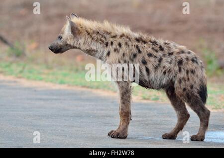 Gefleckte Hyänen (Crocuta Crocuta), junger Mann stehend auf Straße, Krüger Nationalpark, Südafrika, Afrika Stockfoto