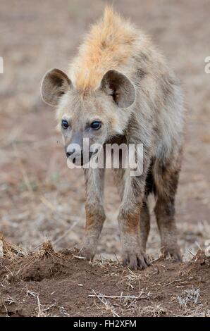 Gefleckte Hyänen (Crocuta Crocuta), junge Männer stehen auf trockenen Boden, Kruger National Park, Südafrika, Afrika Stockfoto