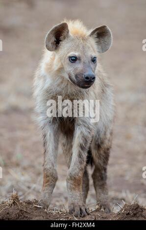 Gefleckte Hyänen (Crocuta Crocuta), junge Männer stehen auf trockenen Boden, Kruger National Park, Südafrika, Afrika Stockfoto