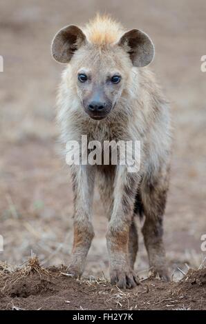 Gefleckte Hyänen (Crocuta Crocuta), junge Männer stehen auf trockenen Boden, Kruger National Park, Südafrika, Afrika Stockfoto