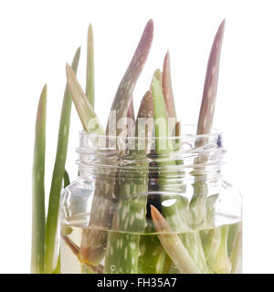 Aloe Vera Pflanze isoliert auf weiss Stockfoto