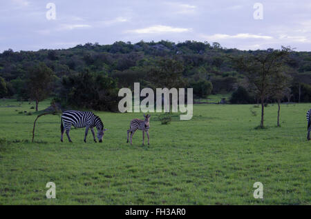 Eine Mutter Zebra ist mit ihren jungen Fohlen, noch mehr braun, schwarz, spielen um sie herum in einem Meer von grünen Rasen Weiden. Stockfoto