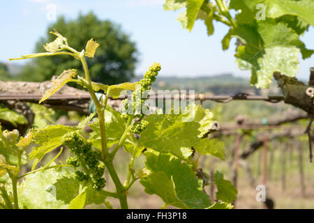 Junge Trauben Knospe an einem italienischen Weinberg Stockfoto