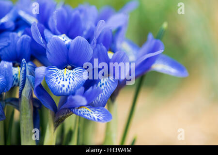Iris Histrioides "Lady Beatrix Stanley" Blumen Stockfoto