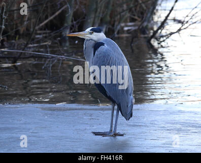 Graureiher (Ardea cinerea), der auf einem gefrorenen Teich steht Stockfoto