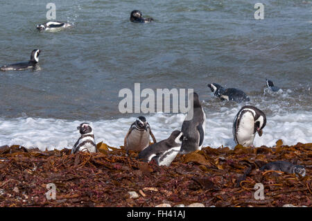 Viele Magellan-Pinguine in natürlicher Umgebung am Seno Otway Pinguin-Kolonie in der Nähe von Punta Arenas in Patagonien, Chile Stockfoto