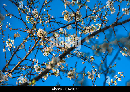 London, UK. 23. Februar 2016. Frühling Blüte vor einem klaren blauen Himmel auf SW Nightingale Lane, Clapham, London. © Guy Bell Stockfoto