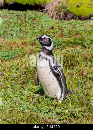 Magellanic Penguin, Seno Otway - Punta Arenas, Chile Stockfoto