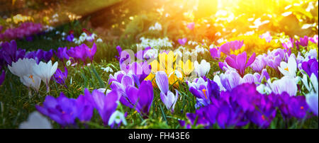 Bunte Krokusse in der Sonne Stockfoto